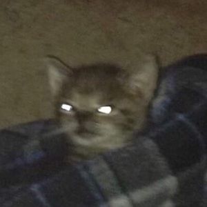 Meet your Posher, Kelly